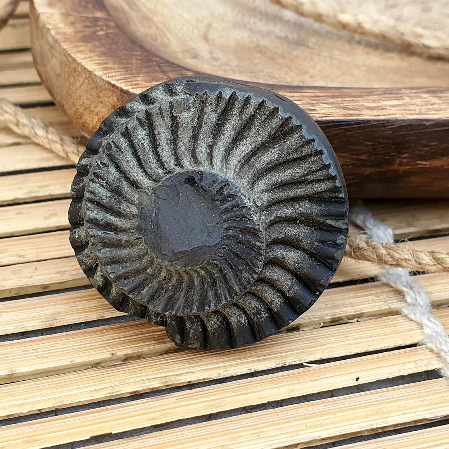 Extremely Rare Natural Golden Sudarshan Shaligram, Brown Sudarshan Shaligram Shila, Sudershan Shaligram Gandaki River Nepal