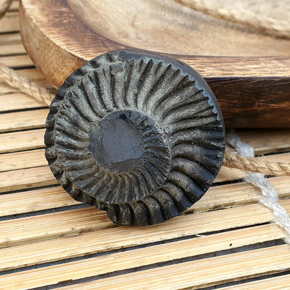 Extremely Rare Natural Golden Sudarshan Shaligram, Brown Sudarshan Shaligram Shila, Sudershan Shaligram Gandaki River Nepal