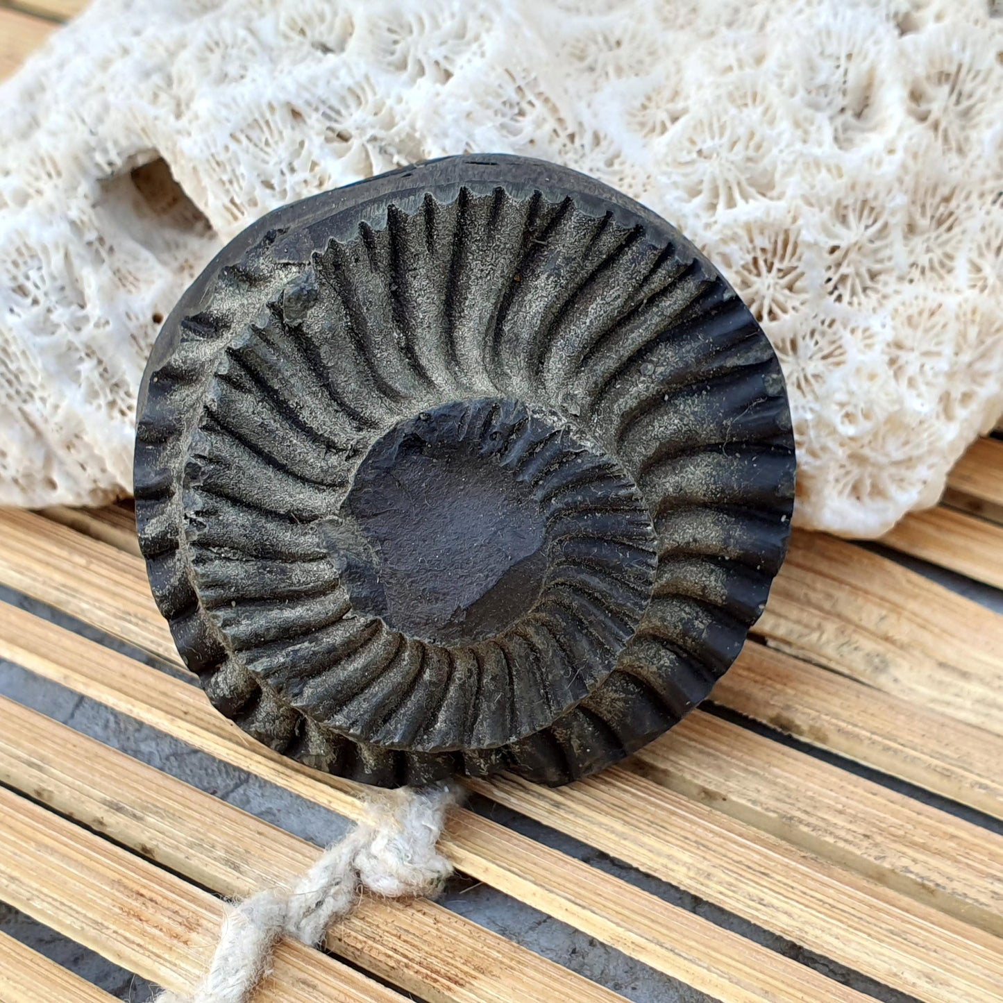 Extremely Rare Natural Golden Sudarshan Shaligram, Brown Sudarshan Shaligram Shila, Sudershan Shaligram Gandaki River Nepal