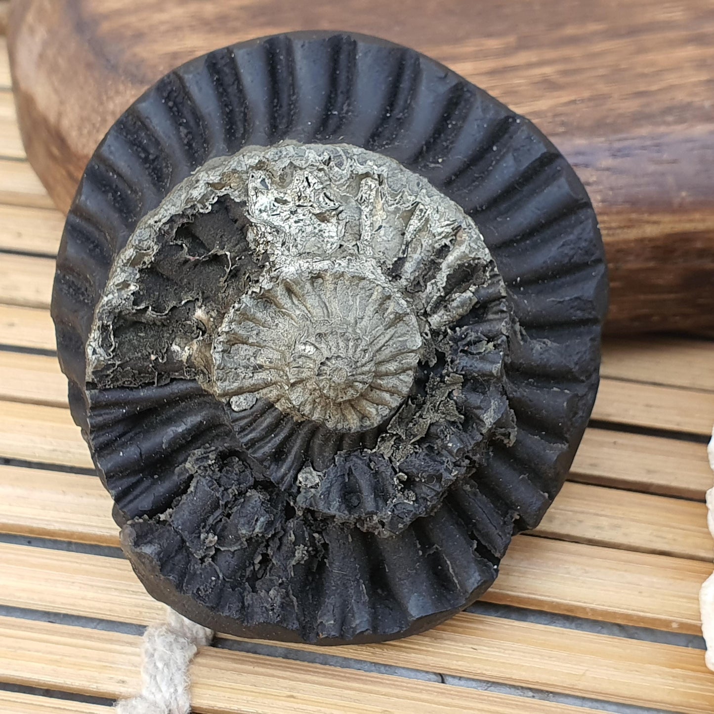 Rare Golden Sudershan Shaligram- Shaligram Stone, Ganddaki Shaligram, Shaligram Shila, Gift For Yoga Lover