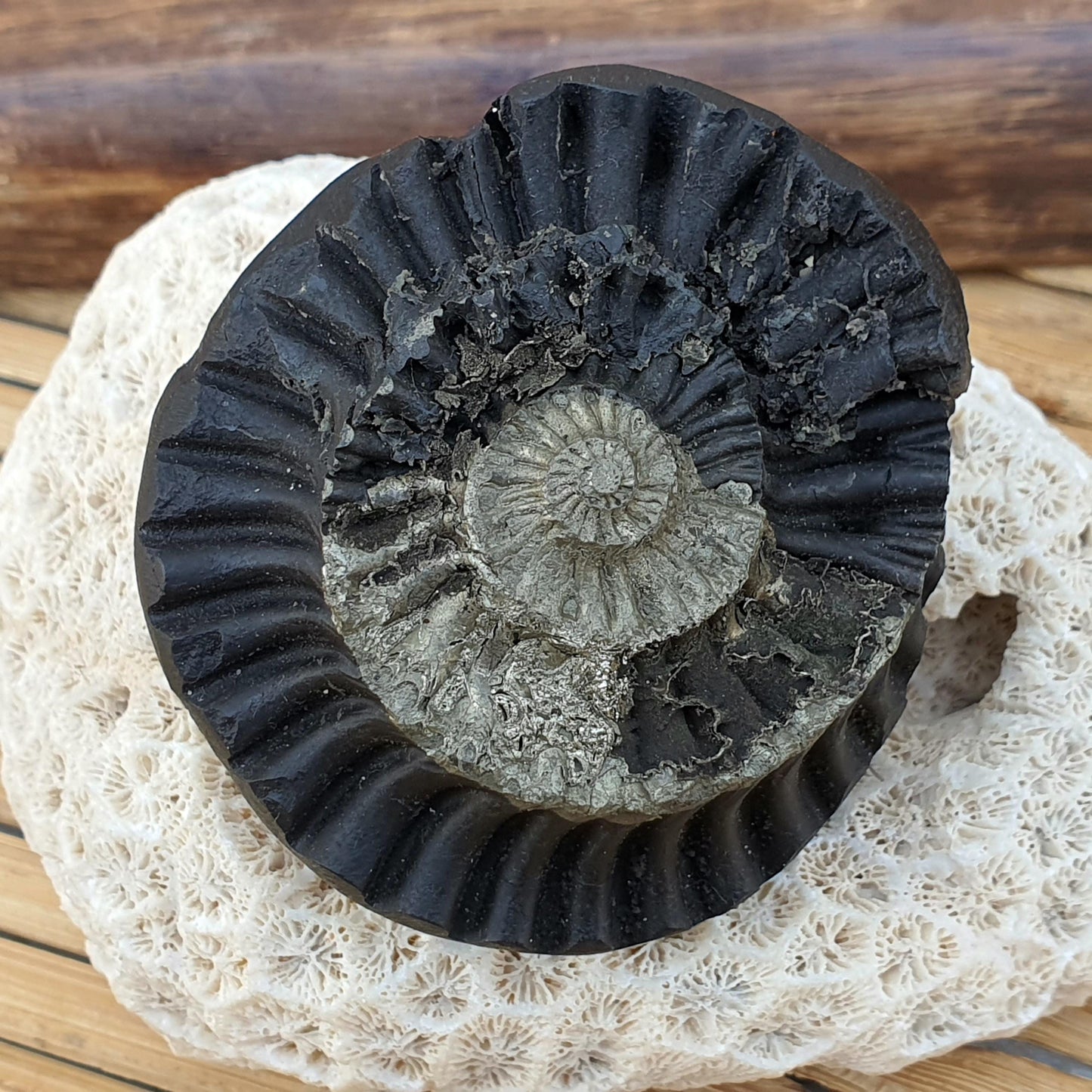 Rare Golden Sudershan Shaligram- Shaligram Stone, Ganddaki Shaligram, Shaligram Shila, Gift For Yoga Lover