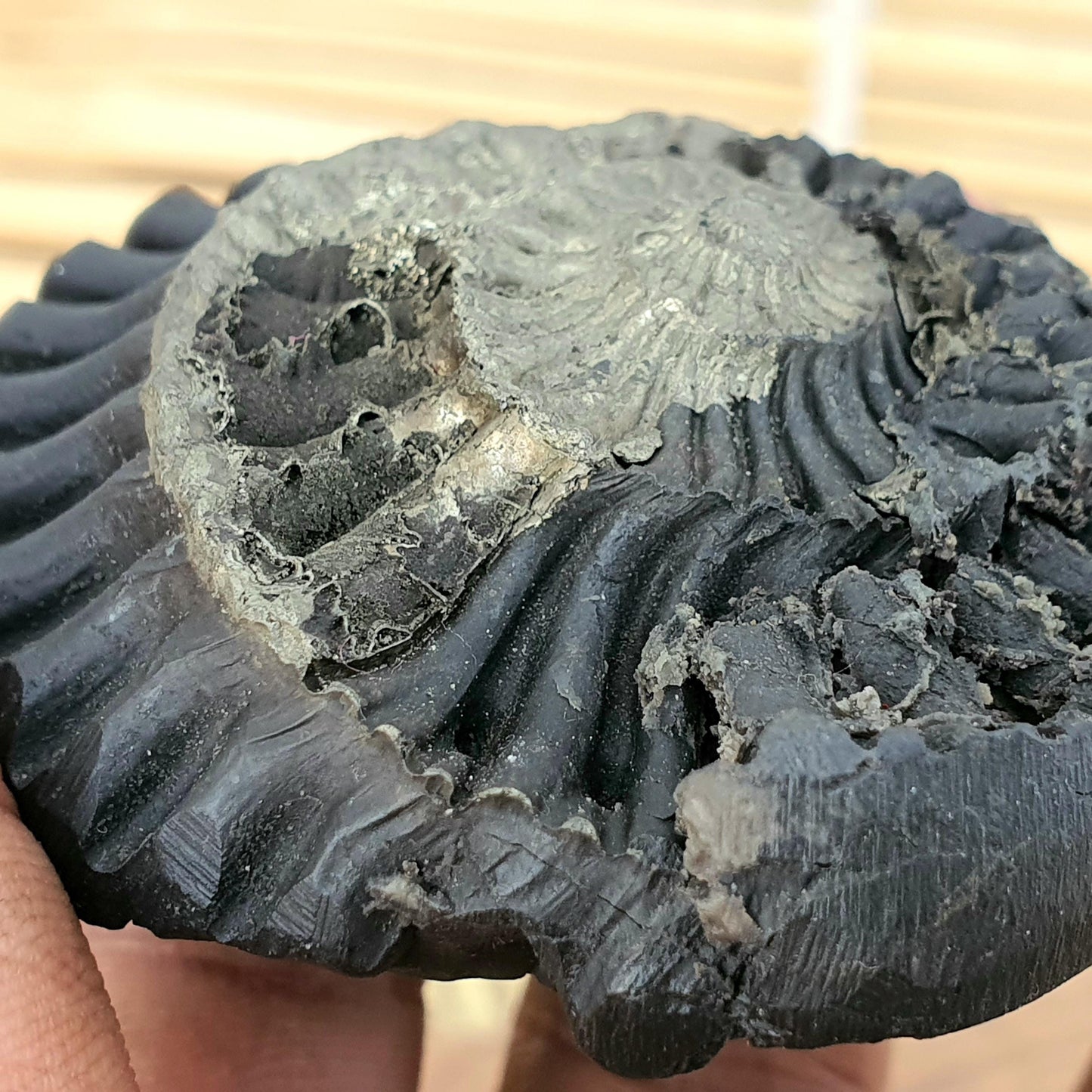 Rare Golden Sudershan Shaligram- Shaligram Stone, Ganddaki Shaligram, Shaligram Shila, Gift For Yoga Lover