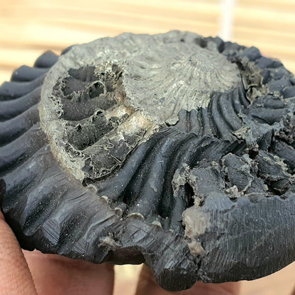Rare Golden Sudershan Shaligram- Shaligram Stone, Ganddaki Shaligram, Shaligram Shila, Gift For Yoga Lover